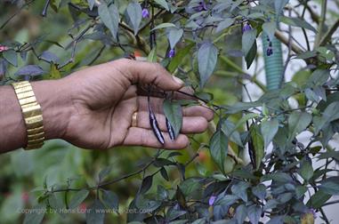 Thekkady, Abrahams Spice Garden, Chilli_DSC7215_H600